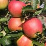 Appelboom 'Jonagold' vruchten